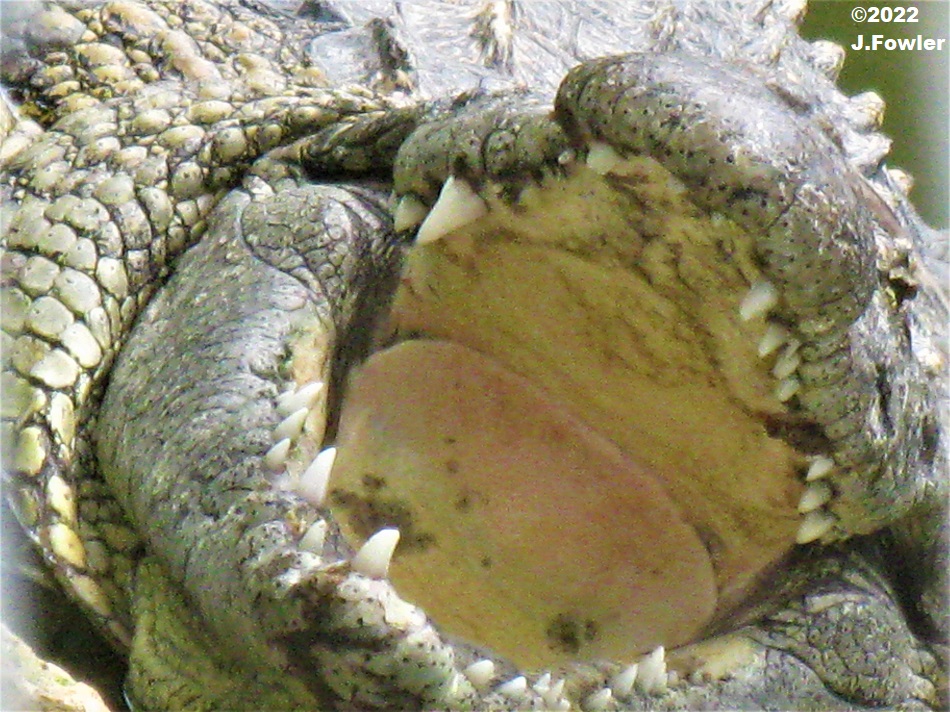 Looking inside the mouth of a Saltwater Crocodile (Crocodylus porosus)